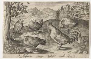 Trois poules et deux coqs, Oiseaux et insectes (titre de la série)