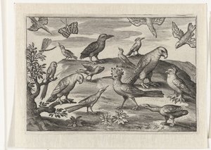 Huppe et autres oiseaux - Nicolaes de Bruyn