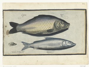 Carpe et corégone