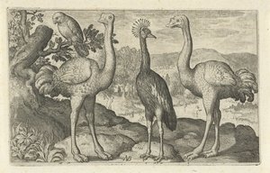 Grue couronnée entre deux autruches. Oiseaux et insectes - Nicolaes de Bruyn