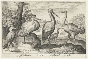 Cigogne, grue, héron et spatule