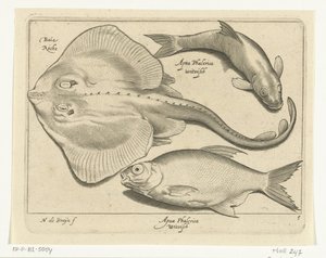 Raie, brème et poisson blanc - Nicolaes de Bruyn