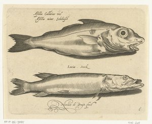 Aiglefin et brochet