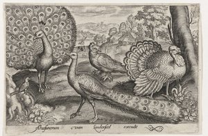 Deux paons et une dinde - Nicolaes de Bruyn