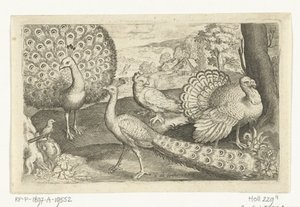 Deux paons et une dinde - Nicolaes de Bruyn