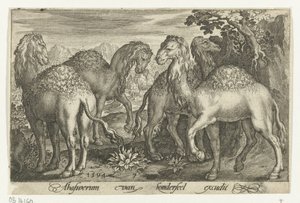 Quatre dromadaires - Nicolaes de Bruyn
