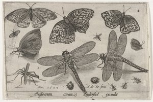 Papillons et libellules - Nicolaes de Bruyn