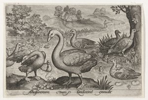 Cygne et oies et canards près de l