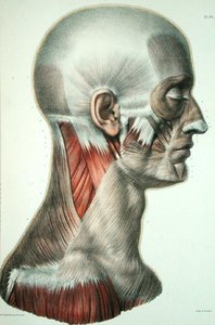 Musculature du visage, planche de 
