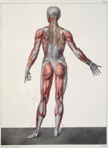 Anatomie du corps humain, de 