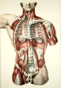 Torse écorché, planche de 