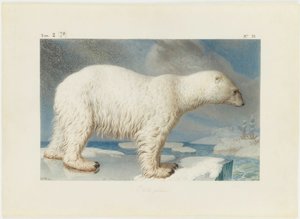 Ours polaire, 1796