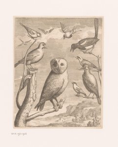 Uil en andere vogels - Nicolas Robert (possibly)