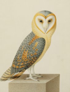 Une chouette effraie - Nicolas Robert
