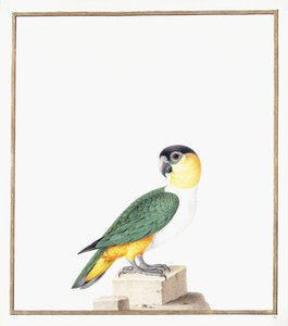 Perroquet à tête noire - Nicolas Robert