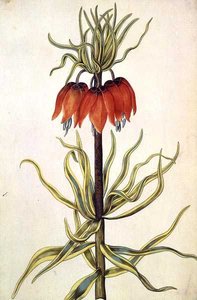 Fritillaria, vers 1675
