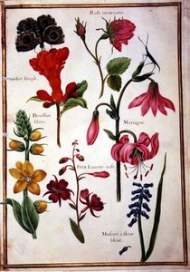 Études de fleurs