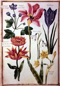 PD.109-1973.f48 Études de fleurs