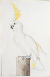 Cacatoès à huppe jaune - Nicolas Robert