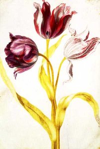 Tulipes, c.1675