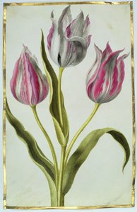 Tulipes, c.1675 - Nicolas Robert