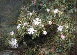 Étude de roses sauvages, vers 1900 - Niels Pieter Rasmussen