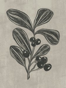Esquisse botanique de baies - Nikita Jariwala