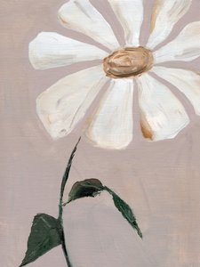 Marguerite blanche délicate - Nikita Jariwala