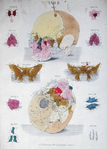 Os du crâne, du 