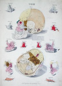 Os du crâne, de 