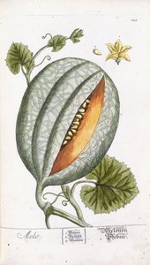 Un Melon, vers 1750-1765 - Nikolaus Friedrich Eisenberger
