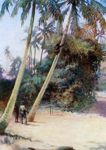 Grimper après des noix de coco vertes, 1908