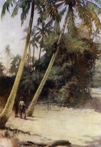 Garçon des Îles Salomon grimpant après des noix de coco vertes, près de Gavutu, Nouvelle-Floride (lithographie en couleur) - Norman Hardy