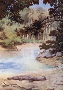 La Maison du Crocodile, Îles Salomon Britanniques - Norman Hardy