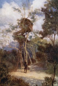 Maison dans un arbre en Nouvelle-Guinée britannique - Norman Hardy
