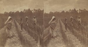 Sarclage du riz, 1876-1888 - O. Pierre Havens