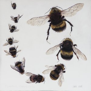 Bombus, 2015 (acrylique sur bois gesso)
