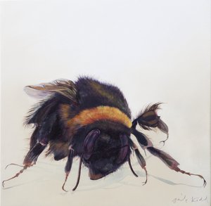 Bombus terrestris 9, 2013 (acrylique sur bois) - Odile Kidd