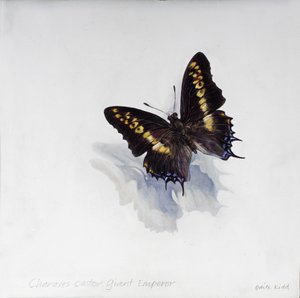 Charaxes castor, empereur géant, 2014 (acrylique sur bois gessoïsé) - Odile Kidd