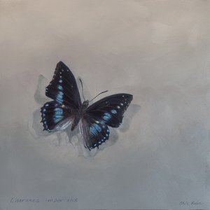 Charaxes imperialis 1 (a), 2014 (acrylique sur bois) - Odile Kidd