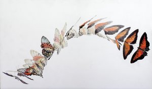 Modèle de vol de Charaxes zingha, 2016 (acrylique sur bois gessoïsé) - Odile Kidd