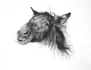 Colt, 2002 (fusain sur papier Fabriano) - Odile Kidd