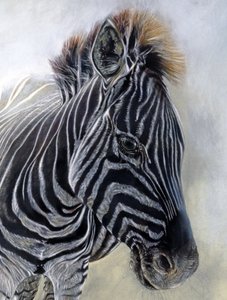 Equus burchelli 1 (détail), 2009 (fusain, conte et pastel à la craie sur papier Bockingford) - Odile Kidd