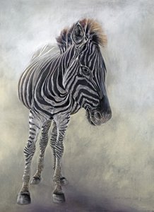 Equus burchelli 1, 2009 (fusain, conte et pastel à la craie sur papier Bockingford) - Odile Kidd
