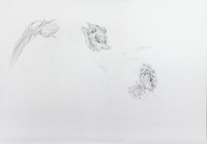 Estella rijnveld 1, 2013 (crayon sur papier cartouche)