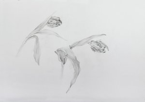 Estella rijnveld 2, 2017 (crayon sur papier cartouche) - Odile Kidd