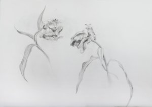 Estella rijnveld 3, 2017 (crayon sur papier cartouche) - Odile Kidd