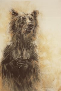 Grizzly Bear 1, 2002 (crayon de carbone, fusain et craie) - Odile Kidd