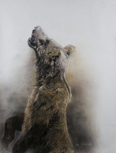 Grizzly bear 3, 2009 (fusain, conte et pastel à la craie sur papier Fabriano) - Odile Kidd