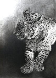 Panthera pardus 2, 2009 (fusain et conte sur papier Fabriano) - Odile Kidd